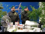 Bari - Marijuana, arrestati un coltivatore e due spacciatori (25.01.15)