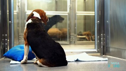 If this video about a shelter dog doesn't move you, check your pulse!