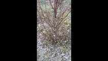 EZ Growing  Landscaping Trees      River Birch Trees