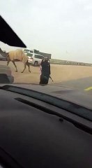 صاحب ابل يحمل السلاح ويوقف المركبات