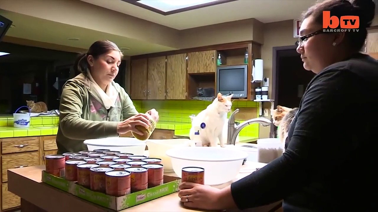 El Pulso | Tu obsesión por los gatos no se compara con la de esta mujer | Telemundo