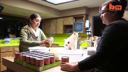 El Pulso | Tu obsesión por los gatos no se compara con la de esta mujer | Telemundo