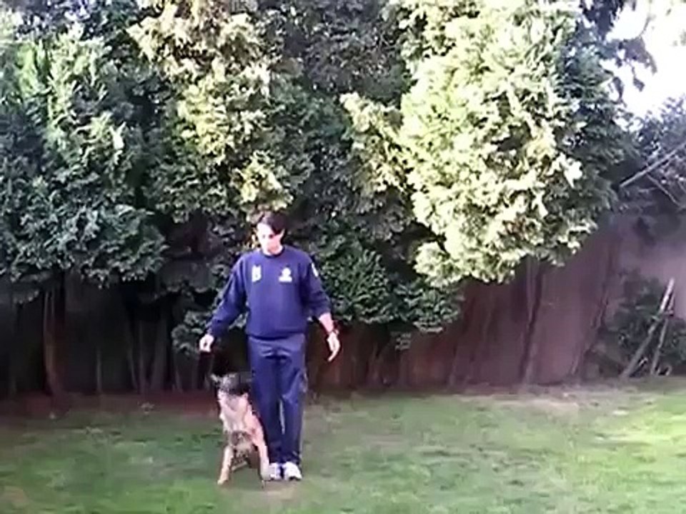 Patrouillehond Cody krijgt clickertraining van baasje