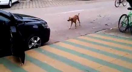 Humor: Vea cómo este perro baila al ritmo de la música