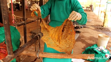 20 kgs (45 pounds) of plastic removed from bull's stomach in India