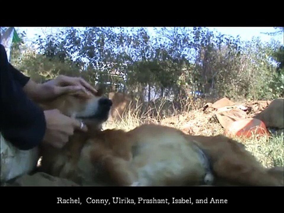 A paralysed dog couldn't stand for 6 months, watch his first steps!