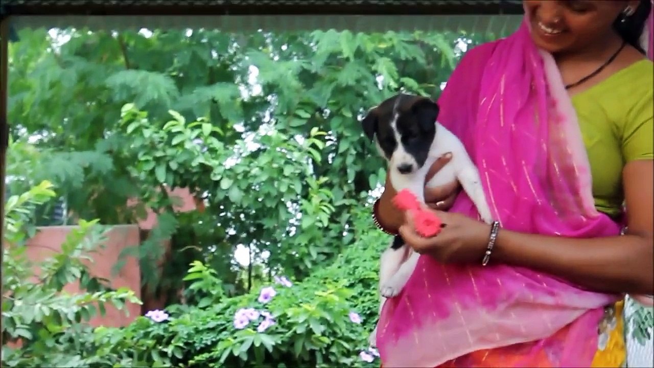 Cutest puppy rescued with injured mom at Animal Aid, India