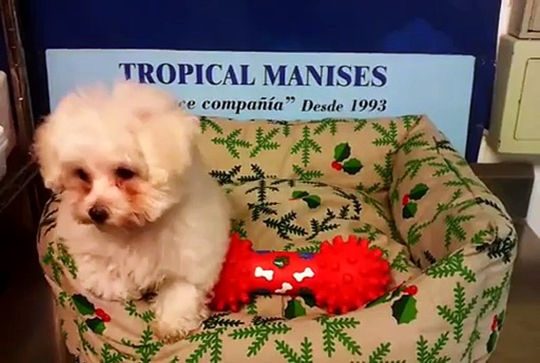 5113 Bichon Frise Hembra