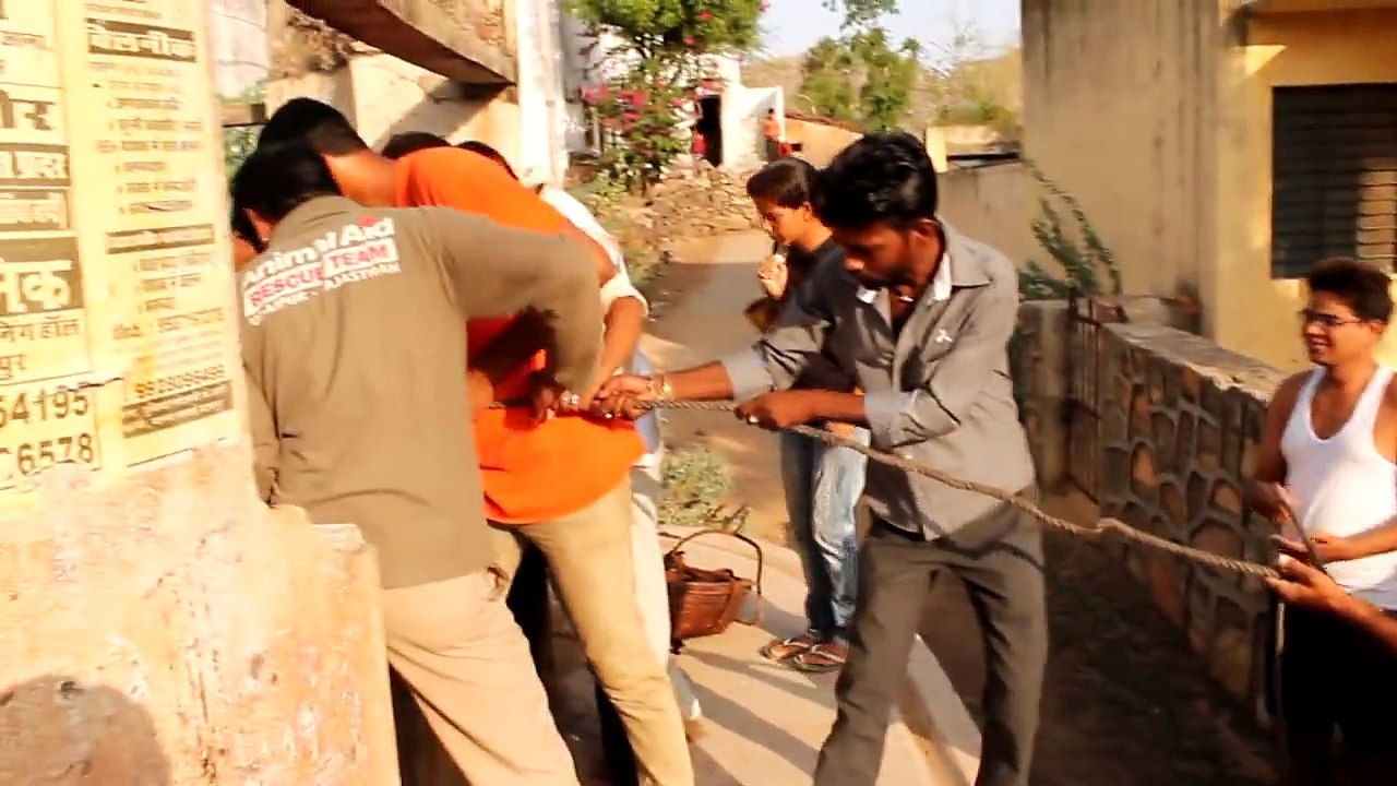 Drowning puppy's amazing rescue from well. Please share!