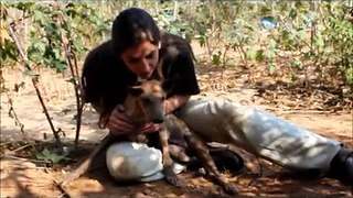 Meet Disabled Shelter-dog Tarzan at Animal Aid, India