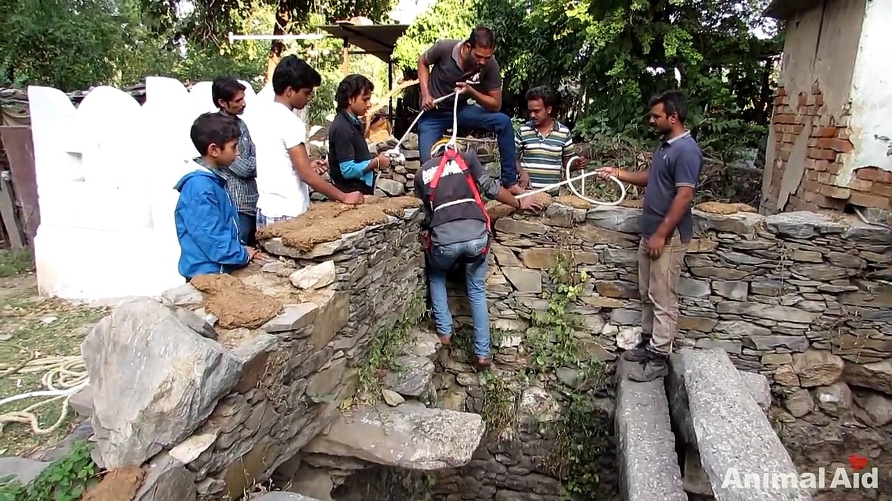 Heartwarming rescue of dog fallen in well - watch when she sees her rescuer