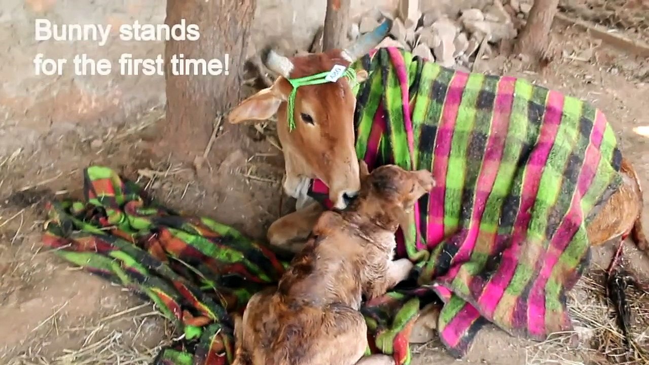 Newborn calf's first steps & first time playing