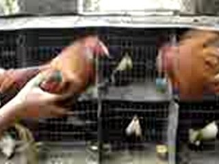 Cruzas shamo gallos de combate