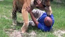 Unbelievable  living with lions and tigers at home as a best friends