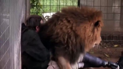 Котики и собачки у меня друзья ))