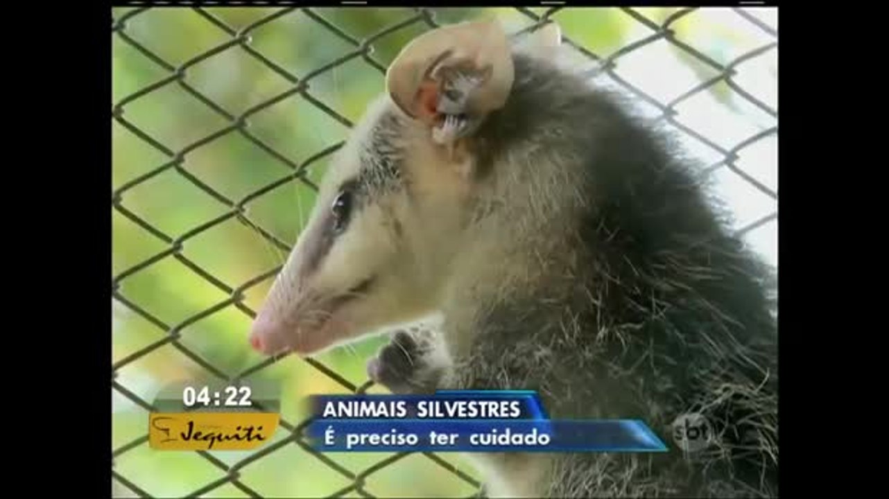 Fora do habitat natural, animais silvestres podem representar risco à saúde