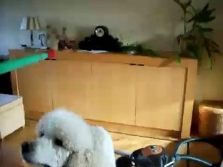 perry @clickertraining #1