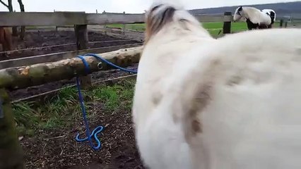 Anbinden - Clickertraining -