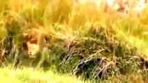 LEONES (ANIMALES SALVAJES) LA CIÉNAGA EN ÁFRICA | Documentales completo en español