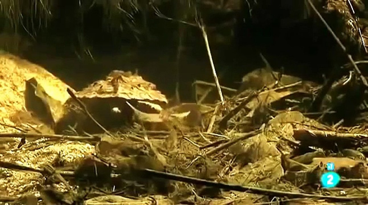 Documentales National Geographic Español Animales Peligrosos