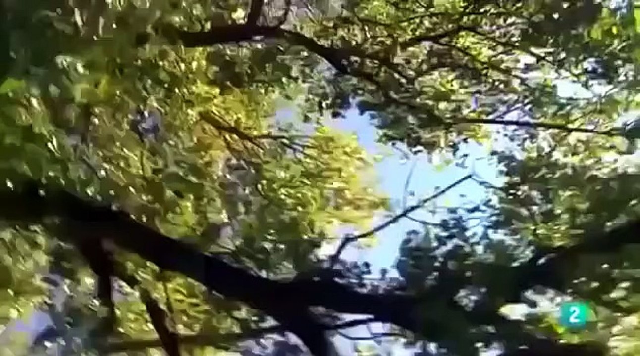 Documental de Aves \"Las Aguilas\" Americanas | Documentales de Animales Salvajes