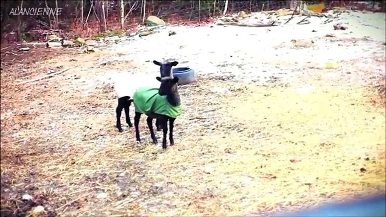 laugh with our friendly animals FUNNY ANIMALS rire avec nos amie les animaux drole animaux