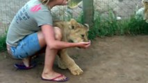 Two Lions Love the Beauriful Lady & mauled eachother for her