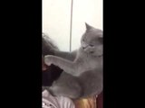il gatto massaggiatore che coccola la padrona