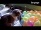 La divertente reazione dei gatti quando vedono un palloncino simile a loro