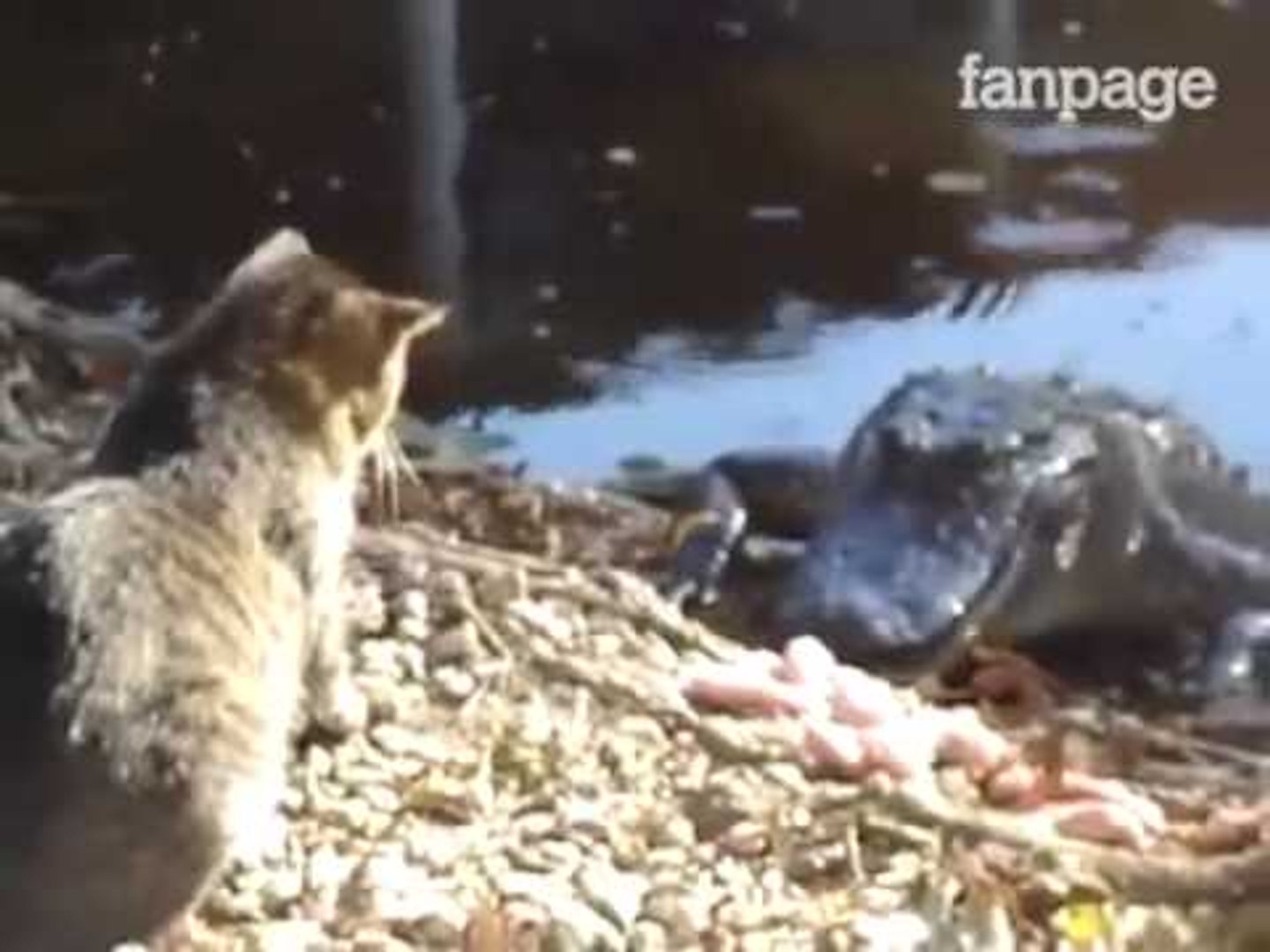 Il gatto "schiaffeggia" il coccodrillo e guardate lui come reagisce - video  Dailymotion