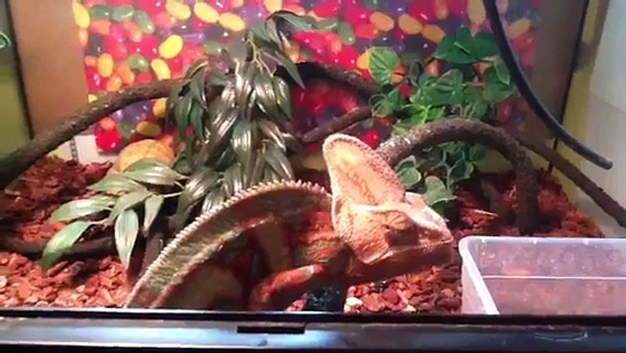 Veiled chameleon care guide. Part 1