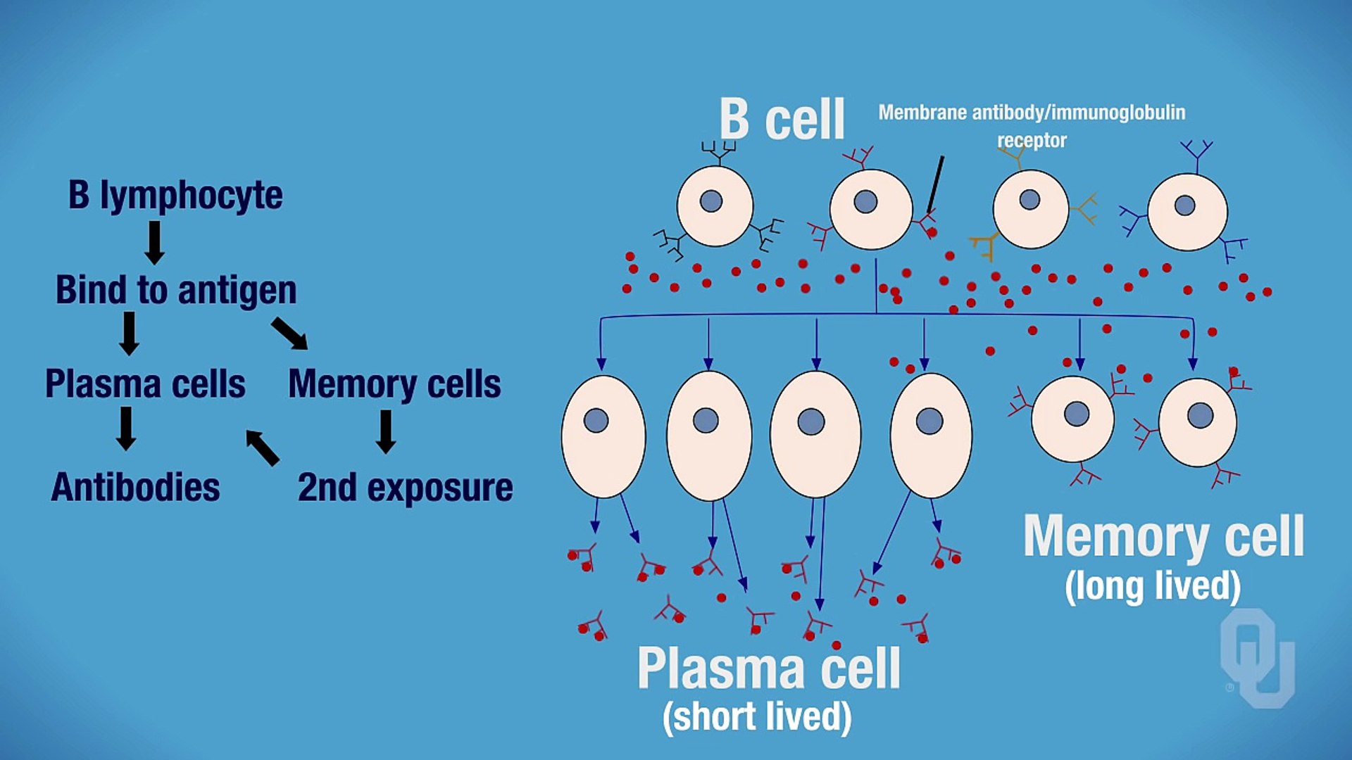 ⁣Human Physiology - Humoral Immunity