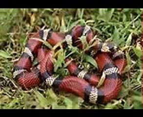 Porfirio Cadena La Consigna