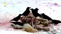 National Geographic National Geographic Animals Documentary HD Wild Animal Amazon