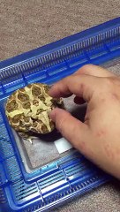 Un petit crapaud en colère refuse d'avoir des caresses