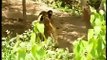 Monkey Funny Video Monkey trolls Tigers 2014 Funny News Bloopers