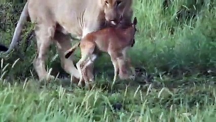 Lion defends calf from another Lion- amazing