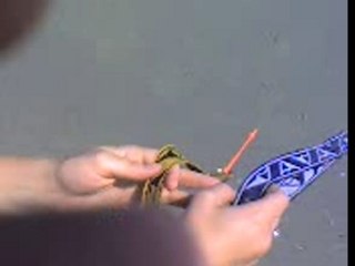 essai cerf volant de vitesse