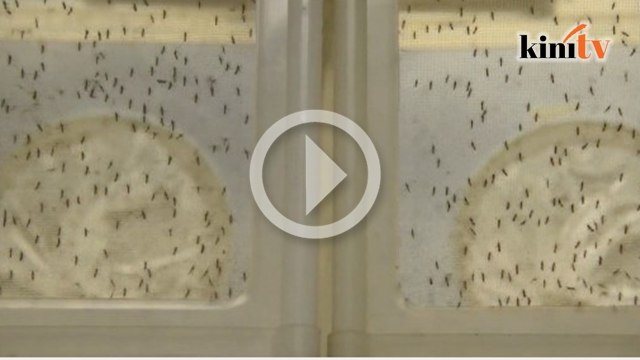 Benua Amerika cemas kini diserang virus Zika