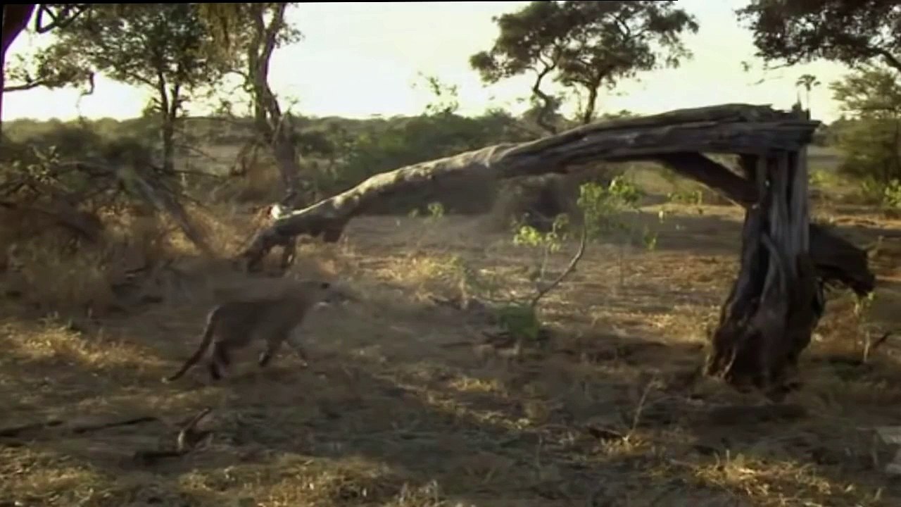 Amazing ! Leopard kills a Baboon and adopt her baby