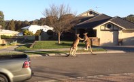 Deux kangourous sauvages se battent dans une rue en Australie
