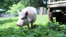 Pets 101- Pet Pigs