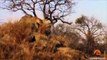 Leopard Kills Warthog in its Burrow - Stealth at its Best!