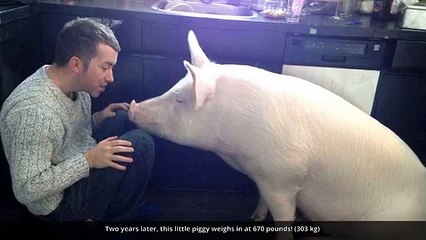 This Couple Thought They Adopted A Mini Pig, But It Grew Up Into