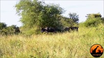 These Wildebeest Are Totally Lost And Confused  ) - Latest Wildlife Sightings