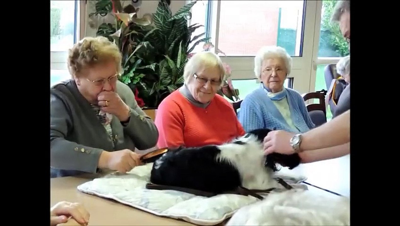 Quatre chiens invités dans une maison de retraite à Barlin