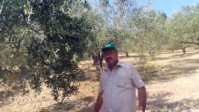 Gemlik Zeytin Ağacı, Trilye Zeytin Ağacı, İlaçlaması, Gübrelemesi, Sulaması, Bakımı, Nasıl