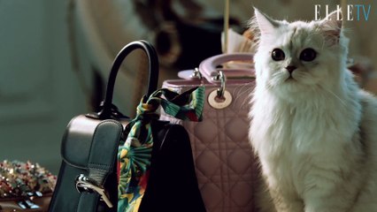 패션펫의 럭셔리 라이프