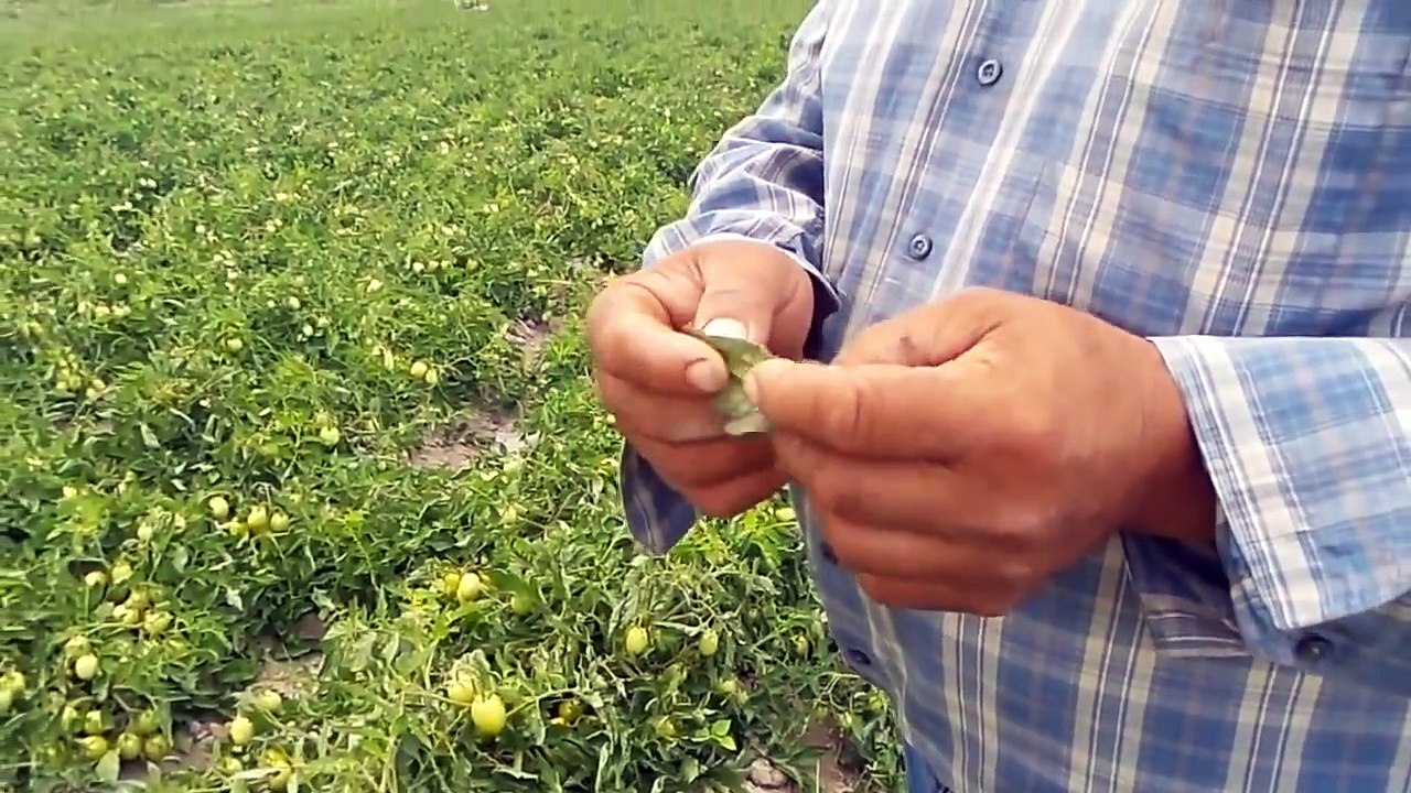 Salçalık Domates Bergama Alibeyli Şerif Durmuş Domates Gübreleme