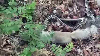Snake vs Mongoose _ Snake vs Mongoose Real Fight HD